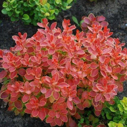 Барбарис "Coral"