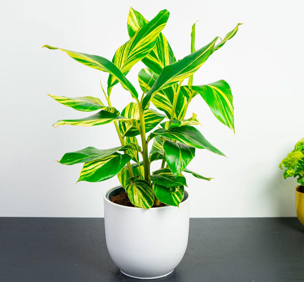 Альпінія варієгантна (висота 50-60 см), фото 1