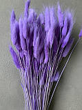 Лагурус світло фіолетовий (100 гр), фото 2
