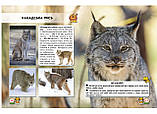 Світ навколо нас. Великі кішки, фото 2