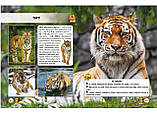 Світ навколо нас. Великі кішки, фото 3
