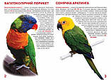 Велика книжка. Папуги, фото 2
