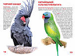 Велика книжка. Папуги, фото 3
