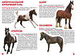 Велика книжка. Коні і поні, фото 2
