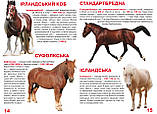 Велика книжка. Коні і поні, фото 3