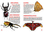 Велика книжка. Комахи., фото 3