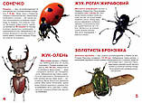 Велика книжка. Жуки, фото 2