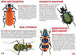 Велика книжка. Жуки, фото 3