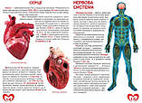 Велика книжка. Анатомія людини, фото 3