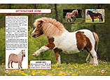 Світ навколо нас. Коні., фото 3
