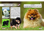 Світ навколо нас. Собаки, фото 3