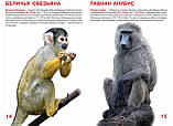 Велика книга. Мавпи 1, фото 3