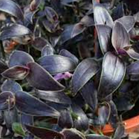Традесканция Gibasis Jose Puig, Tradescantia Gibasis Jose Puig