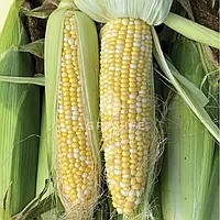 Насіння кукурудзи цукрової БСС 1075 F1 (BSS 1075), (біколор), 100 000 насінин, Syngenta