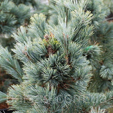 Сосна Цесаріні Блю / С10 / h 30-40 / Pinus Cesarini Blue, фото 3