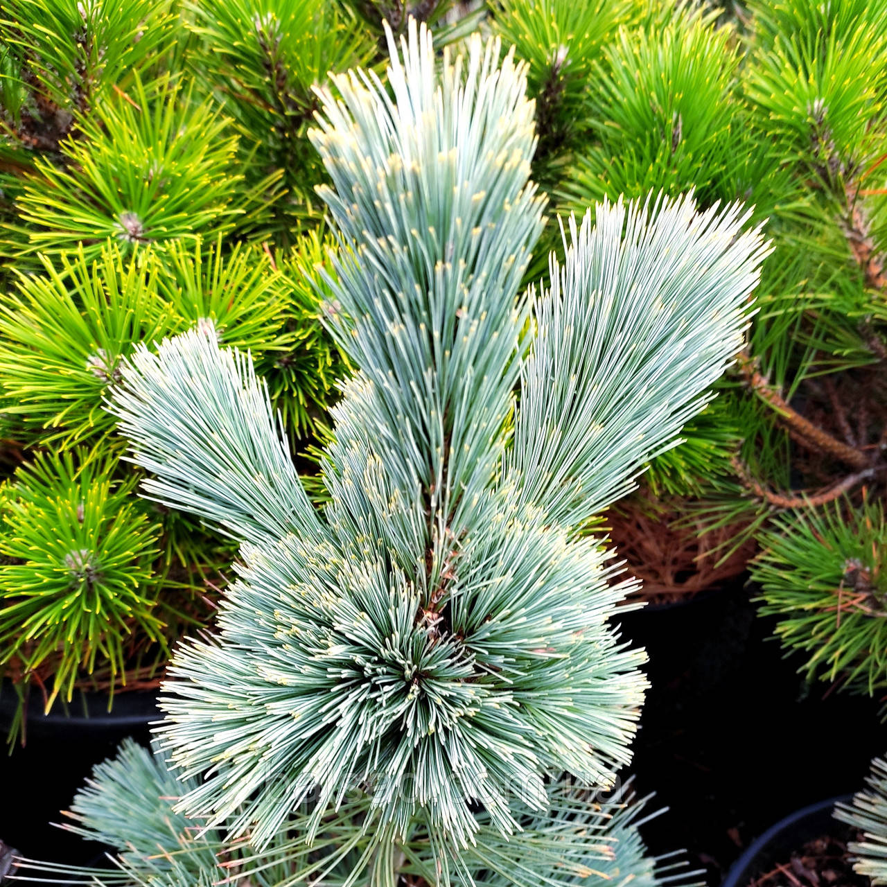 Сосна Цесаріні Блю / С10 / h 30-40 / Pinus Cesarini Blue