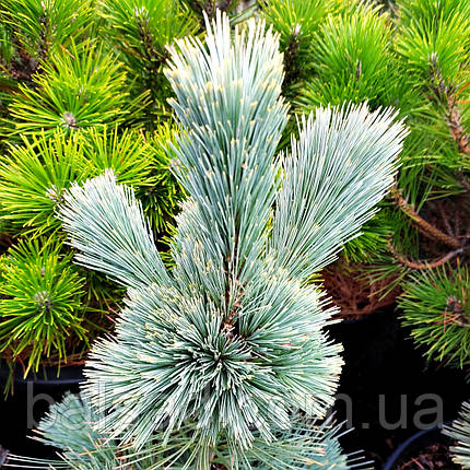 Сосна Цесаріні Блю / С10 / h 30-40 / Pinus Cesarini Blue, фото 1