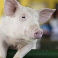 Корм Комбикорм БМВД для свиней, рост 15% для поросят 30-60 кг, белково минерально витаминная добавка 25 кг