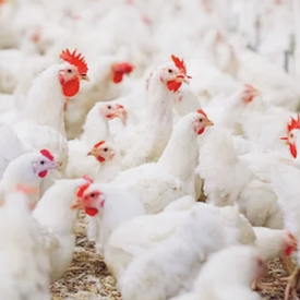 Корм Комбікорм "Гровер" ПК 5-4 в гранулі для бройлерів від 14 до 35 днів, 25 кг Кобікорм