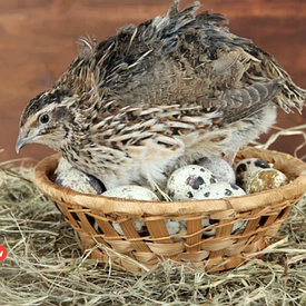 Корм Комбікорм для перепілки від 0 до 3 тижнів, 25кг Кобікорм