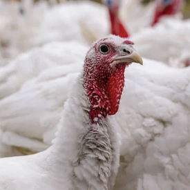 Корм Комбікорм для індичок "Ріст" з 35-77 день, 25 кг Кобікорм