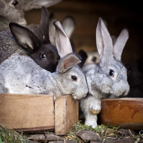 Корм Комбікорм для кроликів "Відгодівля" в гранулії, 25 кг Кобікорм, фото 2