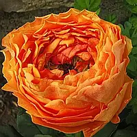 Троянда "Caraluna"
