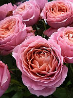 Троянда "Romantic Antik"