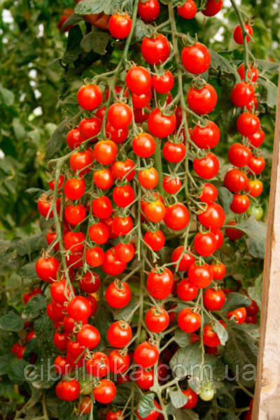 Томат Дюймовочка (черрі) високорослий 0,2 г, фото 1