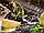 Вінілові наклейки на двері Ківі і лайм Вода бризки ПВХ плівка з ламінуванням 60х180см Їжа Зелений, фото 6