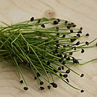 Насіння Мікрозелень Цибуля Шніт Seedera 10 г, фото 4