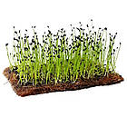 Насіння Мікрозелень Цибуля Шніт Seedera 10 г, фото 3