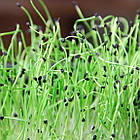 Насіння Мікрозелень Цибуля Шніт Seedera 10 г, фото 5