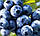 Нічна маска для обличчя з екстрактом чорниці BIOAQUA BLUEBERRY JELLY MASK, 8 г, фото 3