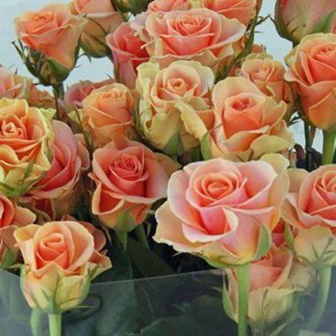 Саджанці бордюрної троянди Ізіс (Isis), фото 1