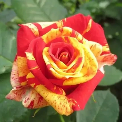 Саджанці бордюрної троянди Пінк Оранж (Rose Pink Orange), фото 1