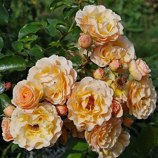 Саджанці троянди флорибунда Мері Ребекка (Rose Rebecca Mary), фото 1