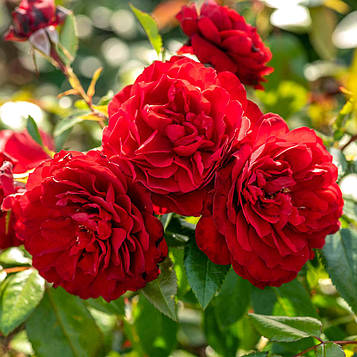 Саджанці плетистої троянди Бельканто (Rose Belkanto)