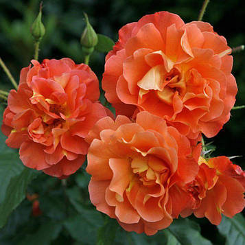 Саджанці плетистої троянди Вестерленд (Rose Westerland)