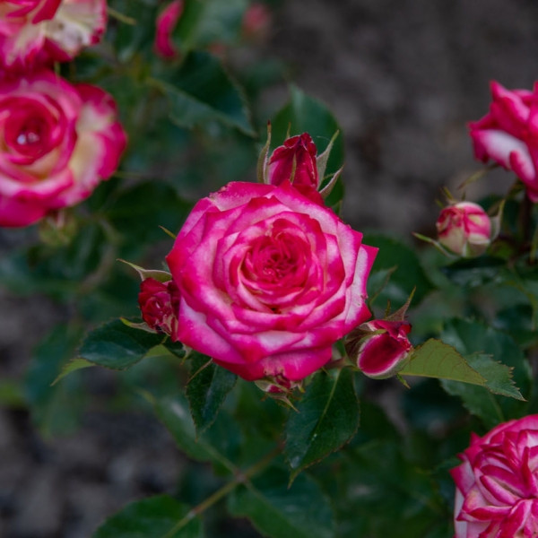 Саджанці спрей троянди Імара (Rose Imara), фото 1