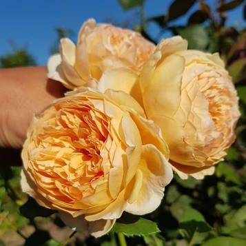 Краун Принцеса Маргарет  (Crown Princess Margareta®)