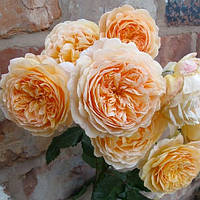 Краун Принцесса Маргарет ( Crown Princess Margareta® )