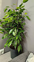 Хатні декоративнолистна рослина фікус бенджаміну в горщику, рослина фікус бенджаміну (Benjamina)