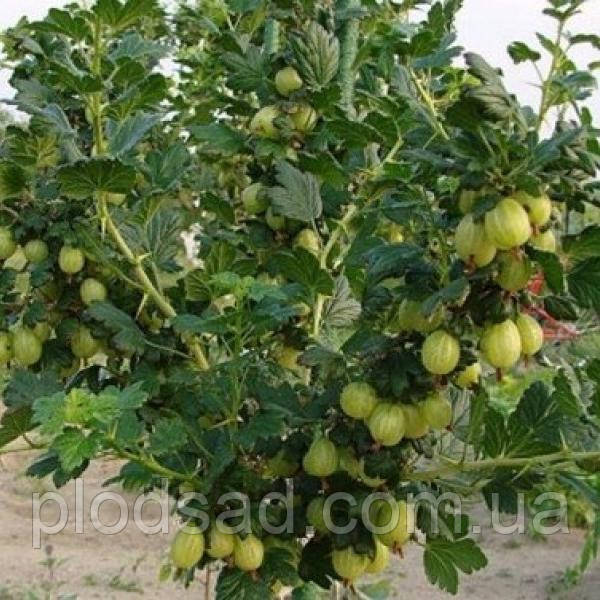 Аґрус штамбовий Берілл