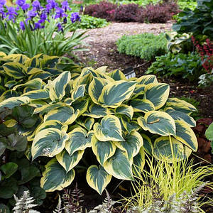 Хоста 'First Frost', контейнер 2л