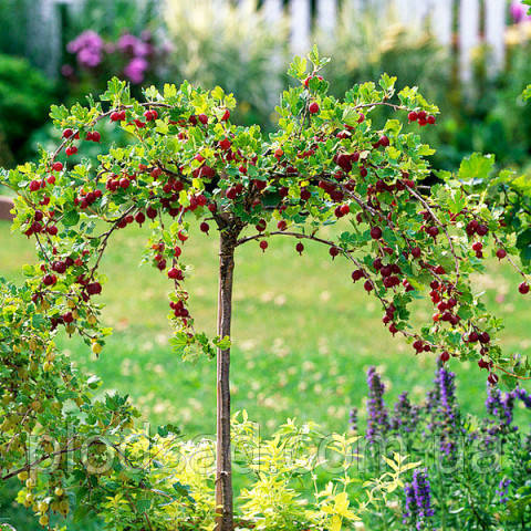 Аґрус штамбовый Безшипний