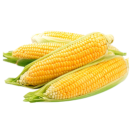 Насіння кукурудзи