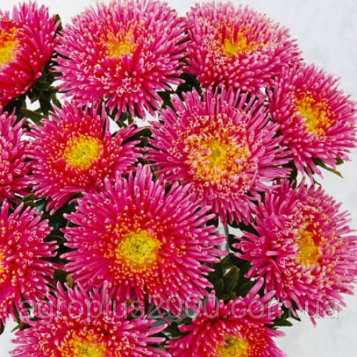 Насіння Астра букетна Арлекін рожева 0,1 грама Satimex