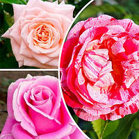 Комплект роз "Розовая Мечта" (садник)