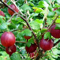 Аґрус Ленінградець